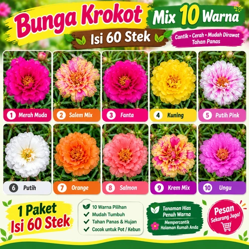 Bunga Krokot Mix 10 Warna Isi 60 Stek – Tanaman Hias Cantik, Cerah, Mudah Dirawat & Tahan Panas
